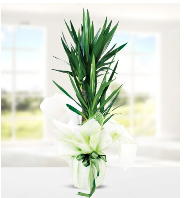 Yucca