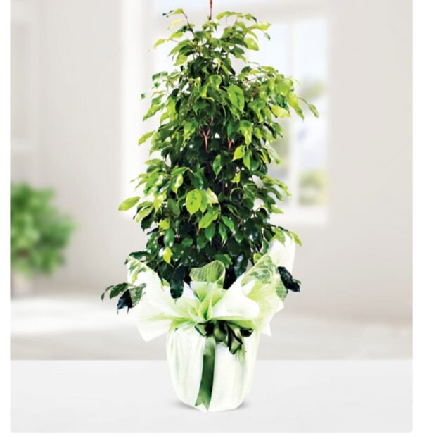 Ficus Benjamina