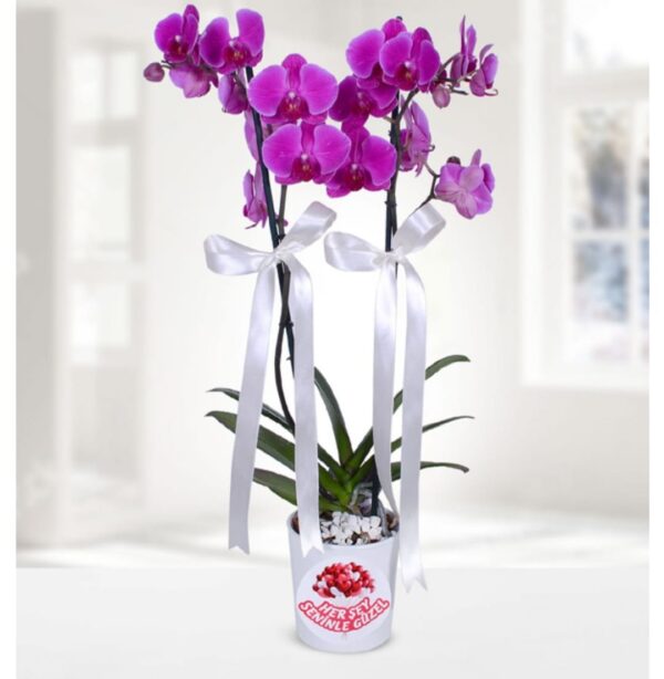 Phalaenopsis Orkide