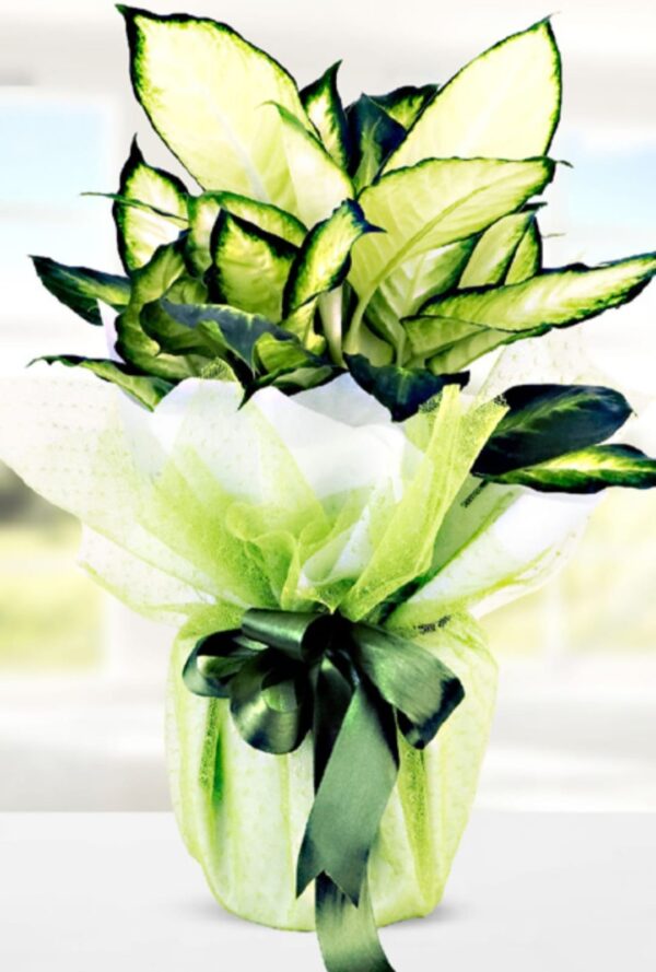 Dieffenbachia Camilla