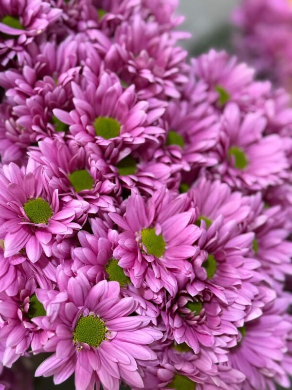 Pembe Papatya