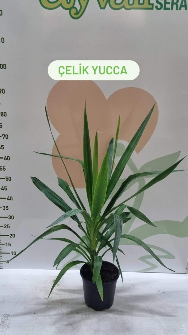 Çelik Yucca