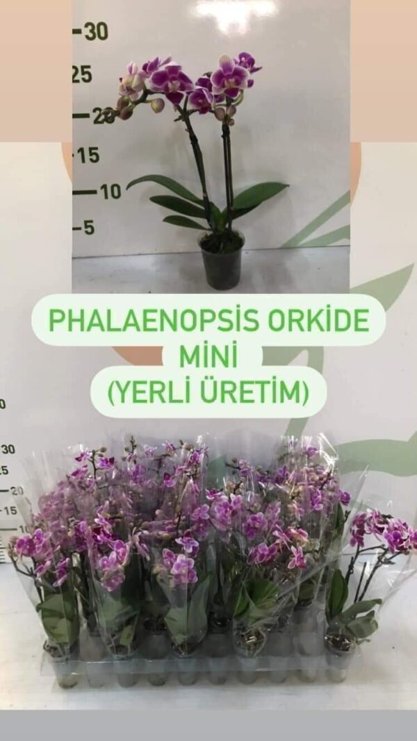 Phalaenopsis Orkide Mini