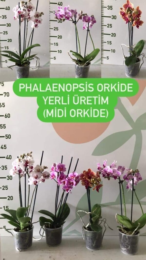 Phalaenopsis Orkide